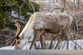 Single caribou grazing on the roadside in Denali National Park, Alaska