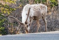 Single caribou grazing on the roadside in Denali National Park, Alaska