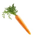 Single carrot with green leaves isolated on white. Vegetable, cooking ingredient