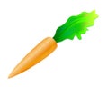 Single Carrot with shiny leaf