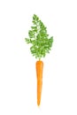 A single carrot