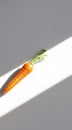Single Carrot on White Surface Royalty Free Stock Photo