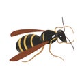 Single cartoon cute wasp isolated on white background