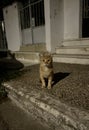 Single Cat or Kitten or Kitty Standing on Ground Royalty Free Stock Photo