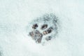 Single cat paw print in the snow outlined