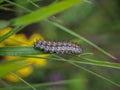 Single caterpillar of the spotted fritillary butterfly latin name: Melitaea didyma Royalty Free Stock Photo