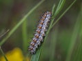 Single caterpillar of the spotted fritillary butterfly latin name: Melitaea didyma Royalty Free Stock Photo