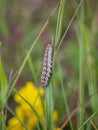 Single caterpillar of the spotted fritillary butterfly latin name: Melitaea didyma Royalty Free Stock Photo