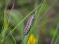 Single caterpillar of the spotted fritillary butterfly latin name: Melitaea didyma Royalty Free Stock Photo