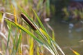 Cattail at pond