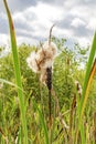 Single cattail marsh close-up Royalty Free Stock Photo