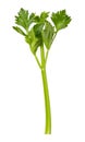 Single Celery Stalk isolated Royalty Free Stock Photo