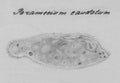 Single-celled animal Paramecium caudatum. Hand drawing sketch.