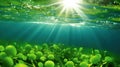 Single-celled organisms, such as phytoplankton, that lose their ability to perform photosynthesis efficiently due to changes in