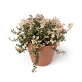 Single ceramic plant pot with a colorful fresh thyme plant on white background