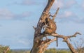 On the lookout a baboon at the top of a tree Royalty Free Stock Photo