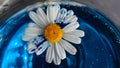 Single chamomile on blue colored water, close-up, top view