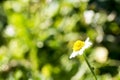 Single chamomile flower in a meadow