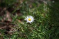 Single chamomile on green grass