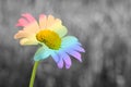 Single chamomile with rainbow colored petals on blurred bokeh effect background with copy space