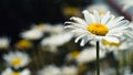 Single chamomile in wildflower meadow on sunny day outdoors, close-up.