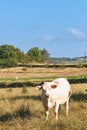 Single Charolais cow with black flies covering it\'s faceface