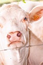 Single Charolis cow, eyeballing the photographer Royalty Free Stock Photo