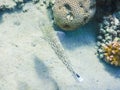 single checkerboard goby fish near the seabed while diving Royalty Free Stock Photo