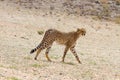 Single cheetah photographed in the Kgalagadi National Park