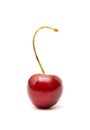 Single cherry Royalty Free Stock Photo