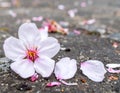 Single Cherry Blossom on Grey Pavement with Fallen Pink Petals in Daylight Royalty Free Stock Photo