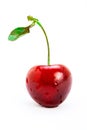 A single cherry with stem Royalty Free Stock Photo