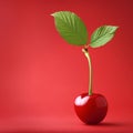 Single cherry with two leaves Royalty Free Stock Photo