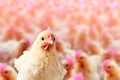 A single chick in focus against a blurred background of many chicks