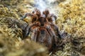 Single Chilean Rose Tarantula spider known also as Rose hair tarantula, Chilean fire tarantula natively Royalty Free Stock Photo