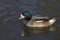 Chiloe Wigeon swimming on a lake