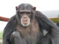 A single chimpanzee cheeky chimp looking at the camera on wooden platform