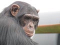 A single chimpanzee cheeky chimp looking at the camera on wooden platform