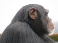 A Single Chimpanzee Cheeky Chimp Looking At The Camera On Wooden Platform