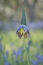 Single Chocolate Lily wildflower