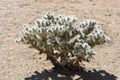 Single Cholla Cactus in the Desert all Alone Royalty Free Stock Photo