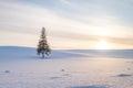 A single Christmas tree under the sunset and hills of white shinny snow.