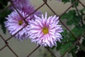 Single Chrysanthemum or Chrysanth flowering plant with fully open blooming violet flower growing through metal wire fence in local