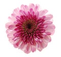 Single chrysanthemum flower Royalty Free Stock Photo