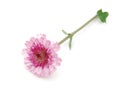 Single chrysanthemum flower Royalty Free Stock Photo