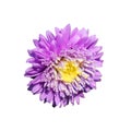 Single chrysanthemum flower on a white background, close-up, isolated Royalty Free Stock Photo