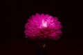 Single chrysanthemum pink daisy flower head on black background. Shallow depth. Soft pastel toned. Floral springtime. Copy space