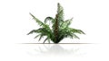 Single cinnamon fern plant Royalty Free Stock Photo