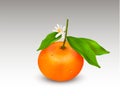 Single citrus fruit mandarin or tangerine on branch with green leaves and white blooming flower isolated on a white