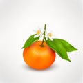 Single citrus fruit mandarin or tangerine on branch with green leaves and white blossoming flowers isolated on a white